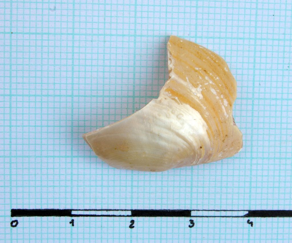 Fragment of shell